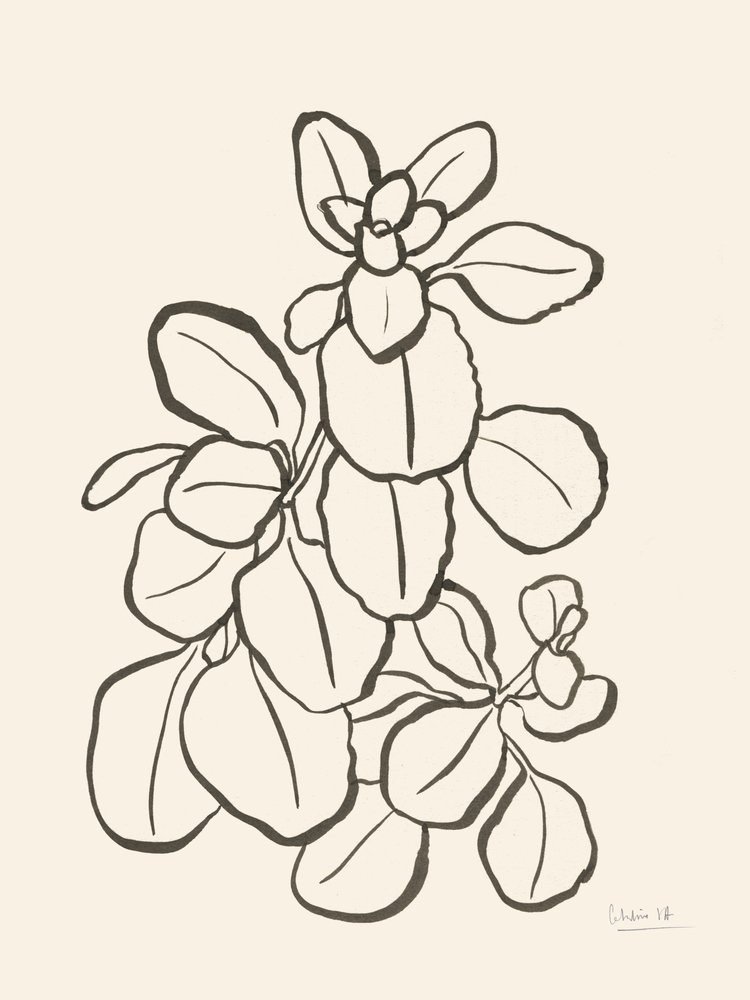 Organische Blattzeichnung von Catalina Somolinos