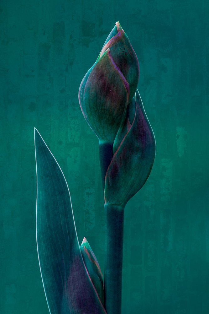Stimmungsvolle Botanische Blüte von Chris Hamilton
