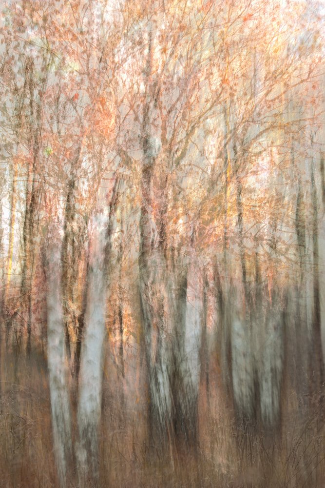 Verschwommener Herbstwald von Christina Sillen