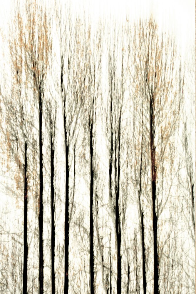 Verschwommene Waldlinien von Christina Sillen