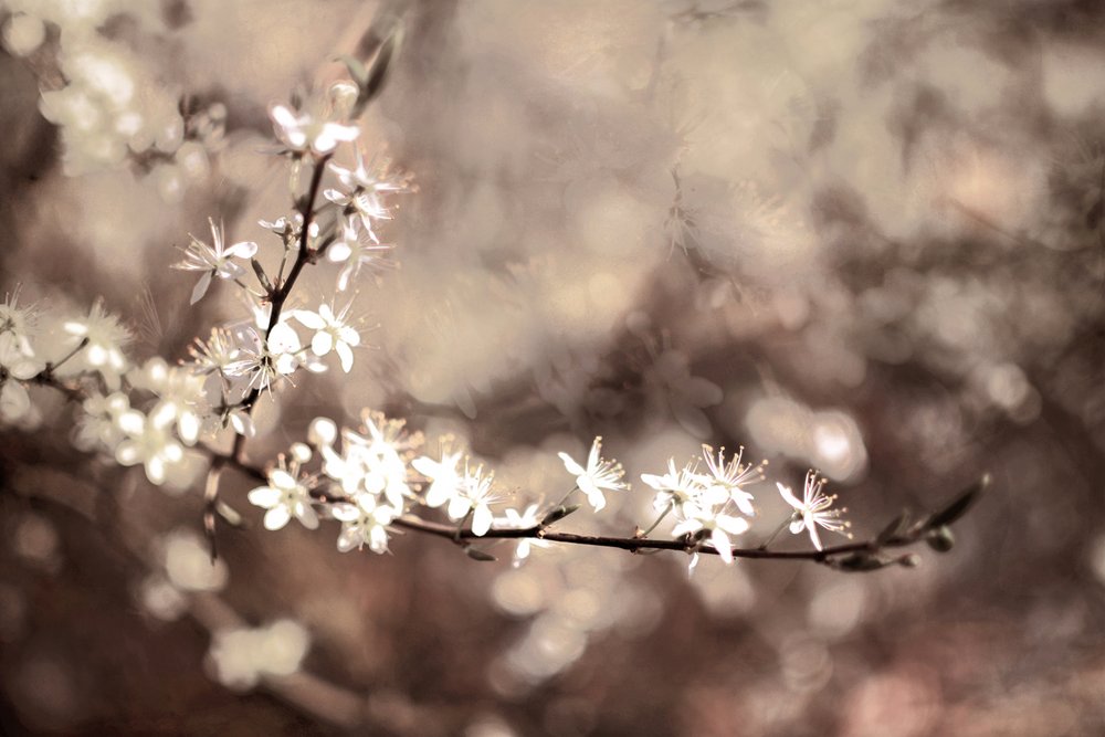 Zarte Zweigblüten von Christina Sillen