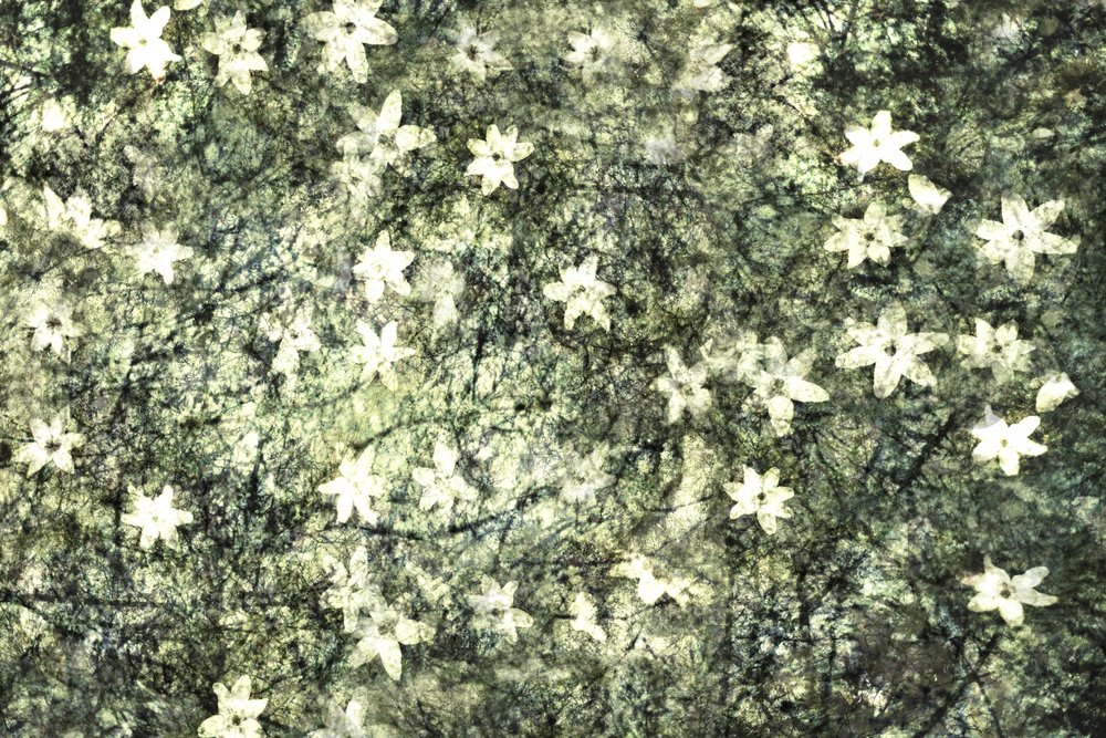 Zarte Gartenblüten von Christina Sillen