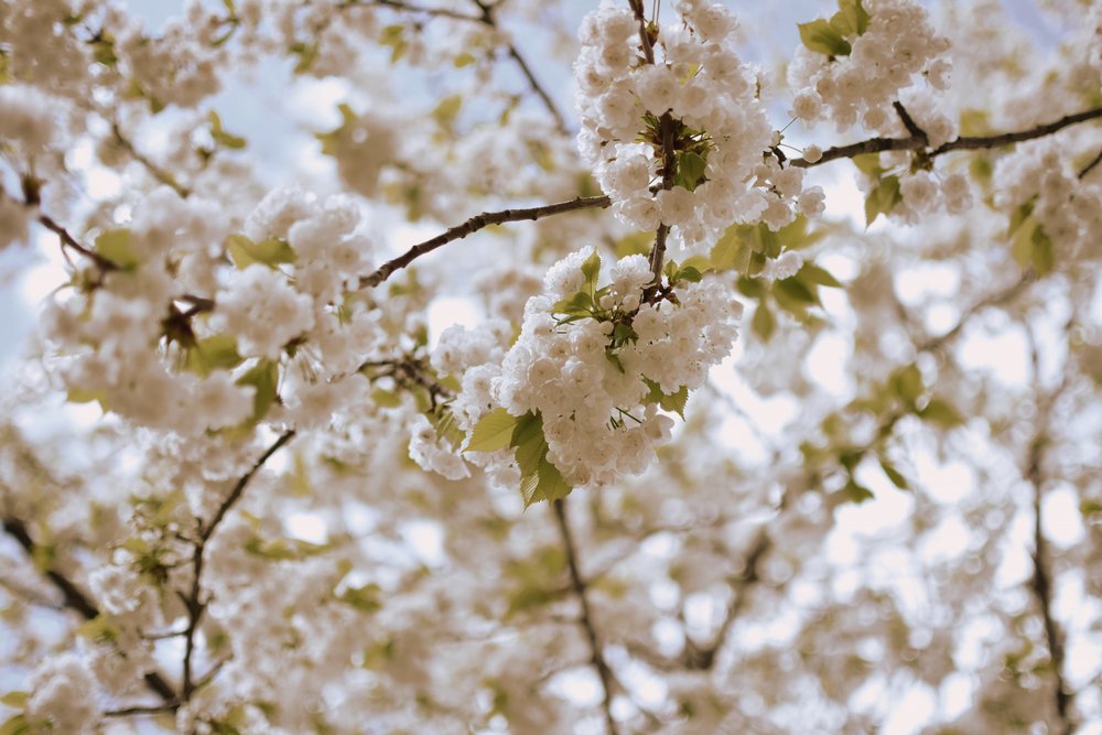 Zarte Frühlingsblüten von Christina Sillen