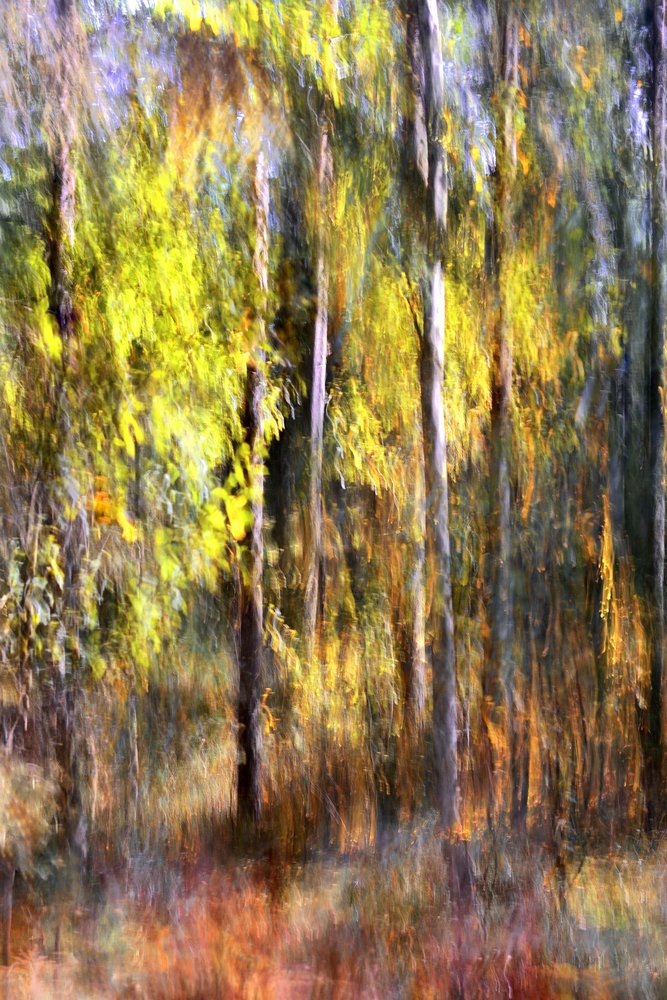 Träumender Herbstwald von Christina Sillen