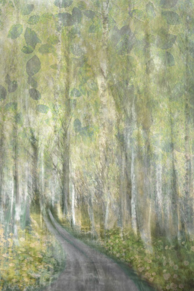 Träumender Waldweg von Christina Sillen