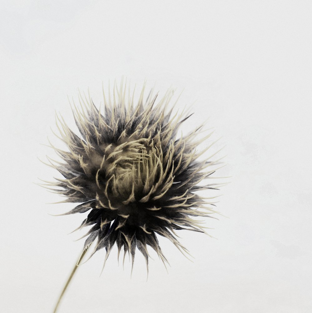 Elegante Getrocknete Distel von Christina Sillen