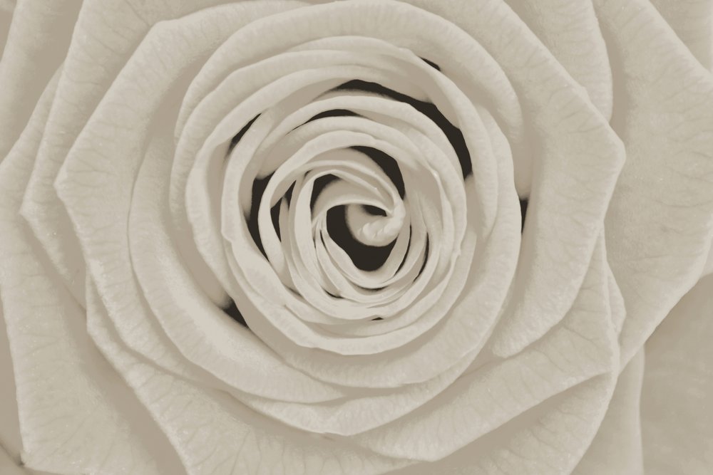 Elegante weiße Rose von Christina Sillen