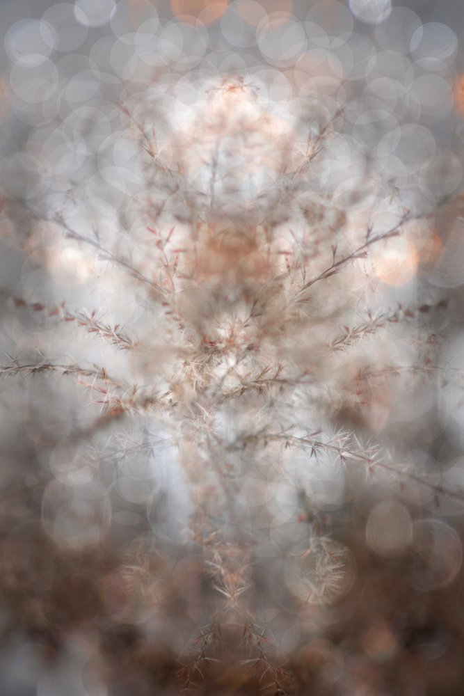 Ätherische Botanische Symmetrie von Christina Sillen
