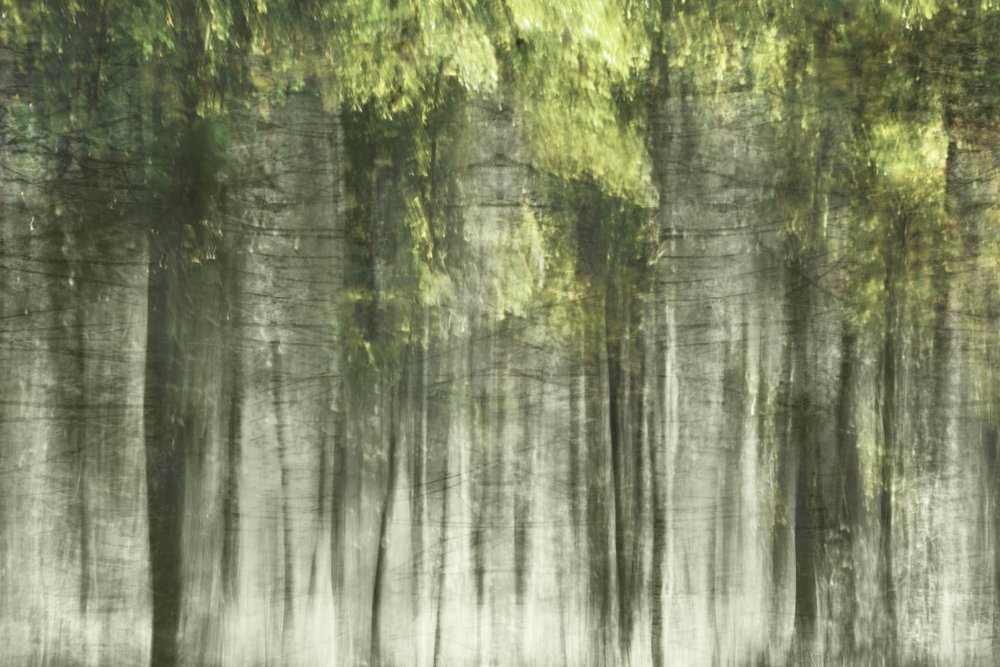 Ätherisches Waldlicht von Christina Sillen