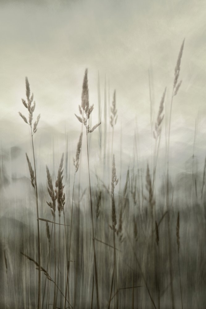 Ätherisches hohes Gras von Christina Sillen
