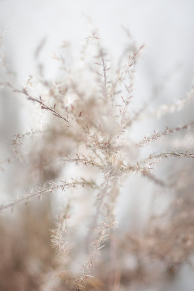 Sanfte getrocknete Botanicals von Christina Sillen