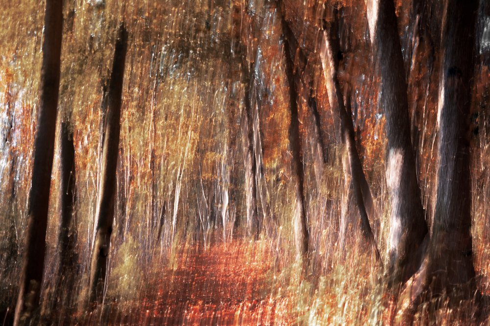 Goldener Herbstwald von Christina Sillen