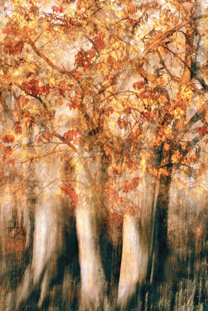 Goldener Herbstwald Unschärfe von Christina Sillen