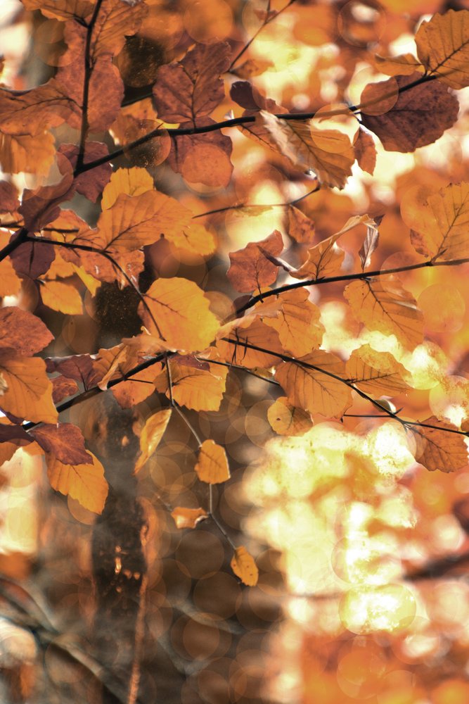 Goldene Herbstblätter von Christina Sillen