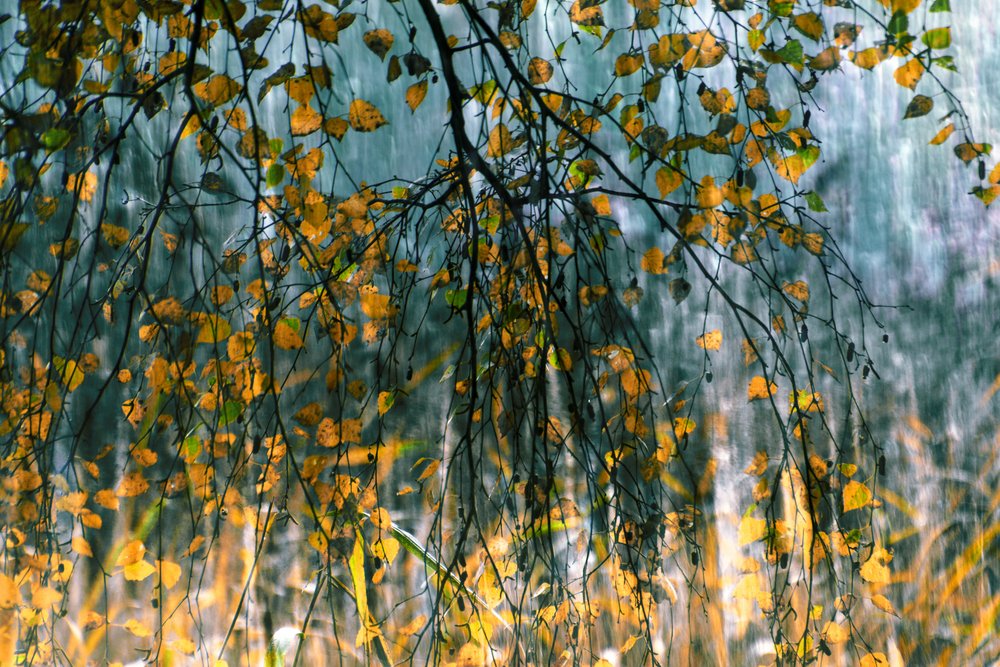 Goldener Herbstregen von Christina Sillen