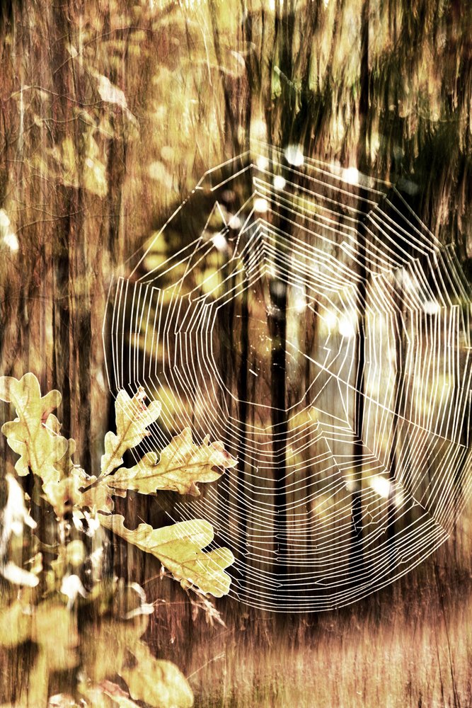 Goldenes Herbstspinnennetz von Christina Sillen