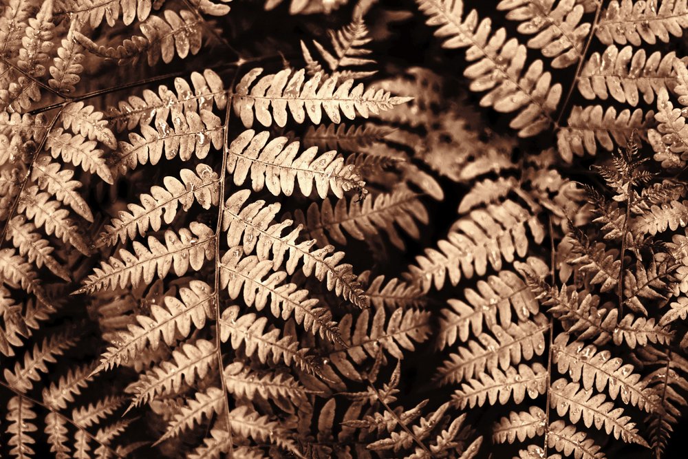 Komplexe Sepia Farne von Christina Sillen