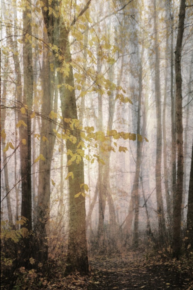 Nebliger Herbstweg von Christina Sillen