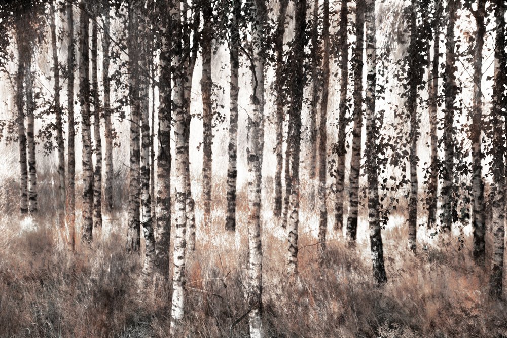 Nebliger Birkenwald von Christina Sillen