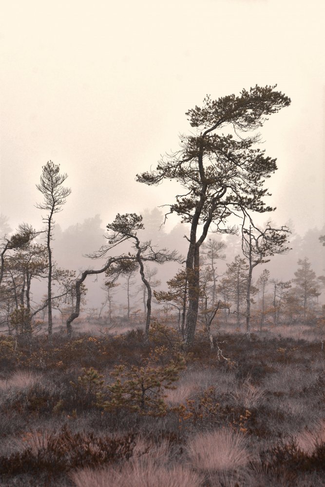 Neblige Kiefernlandschaft von Christina Sillen