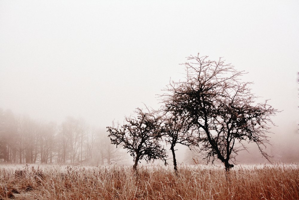 Neblige Winterbäume von Christina Sillen