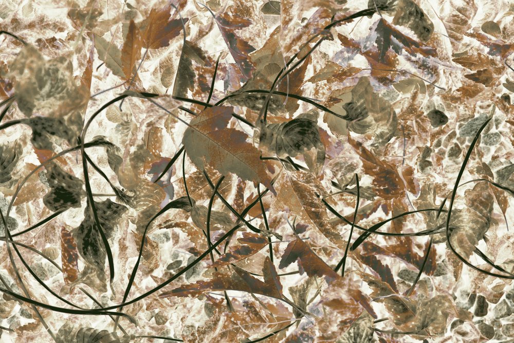 Gedämpftes Waldlaub von Christina Sillen