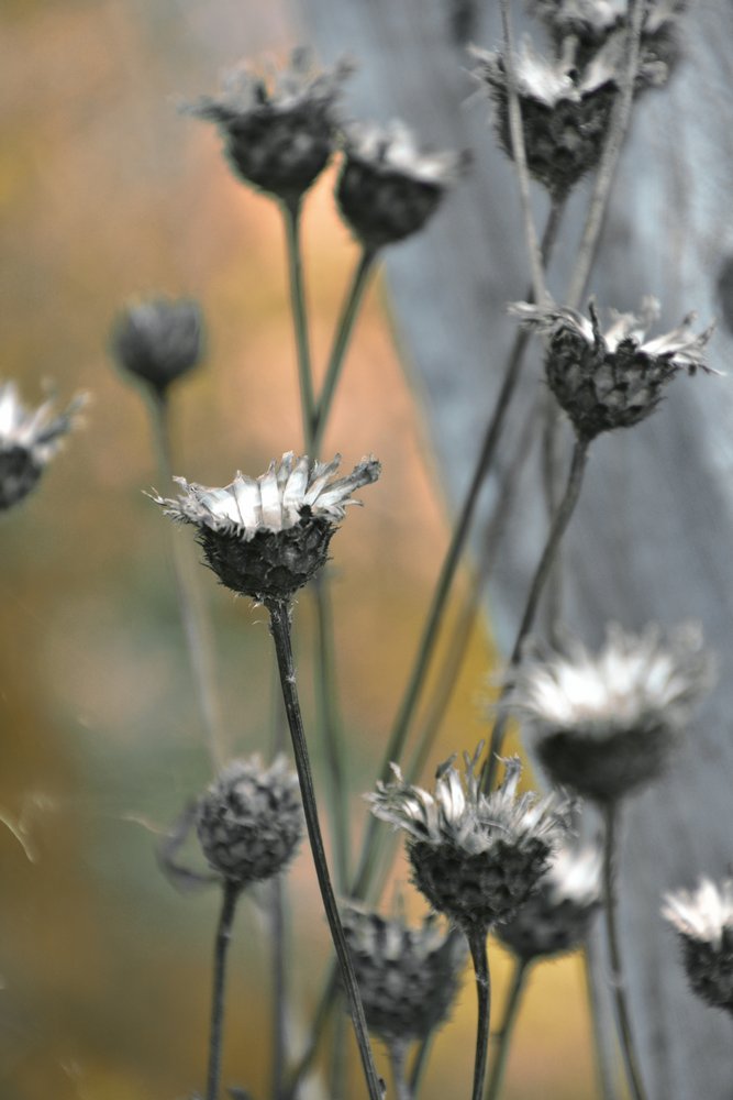 Gedämpfte Gartendisteln von Christina Sillen