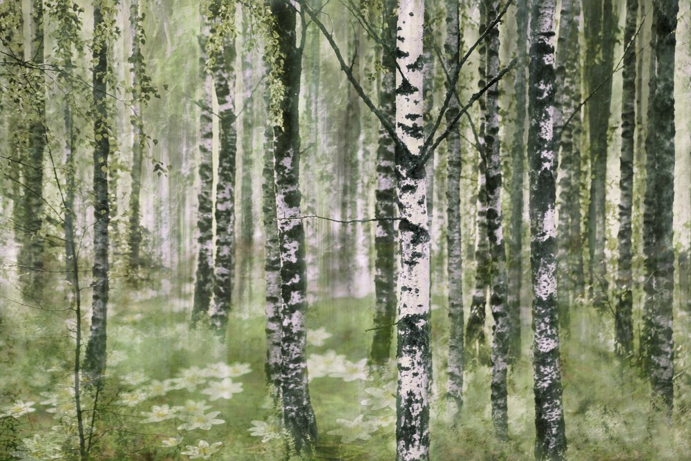 Friedlicher Birkenwald von Christina Sillen
