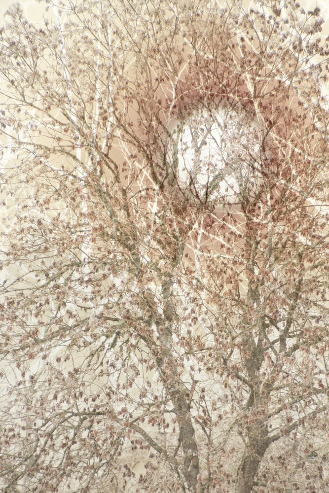 Weicher Herbstbaum von Christina Sillen