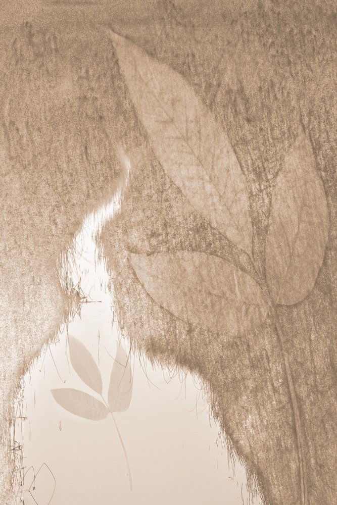 Weiches botanisches Leuchten von Christina Sillen