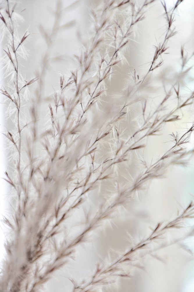 Sanfte botanische Ruhe von Christina Sillen