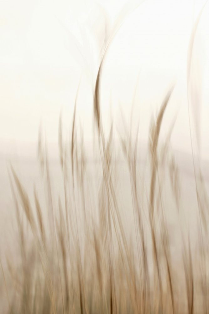 Weiches fließendes Gras von Christina Sillen