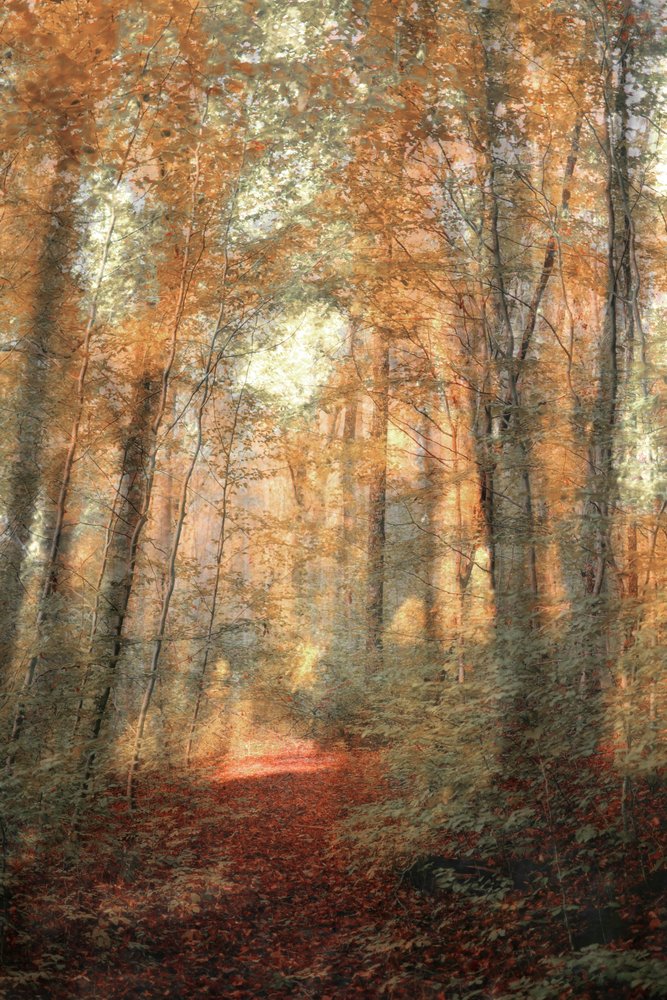 Sonnenbeschienener Waldweg von Christina Sillen