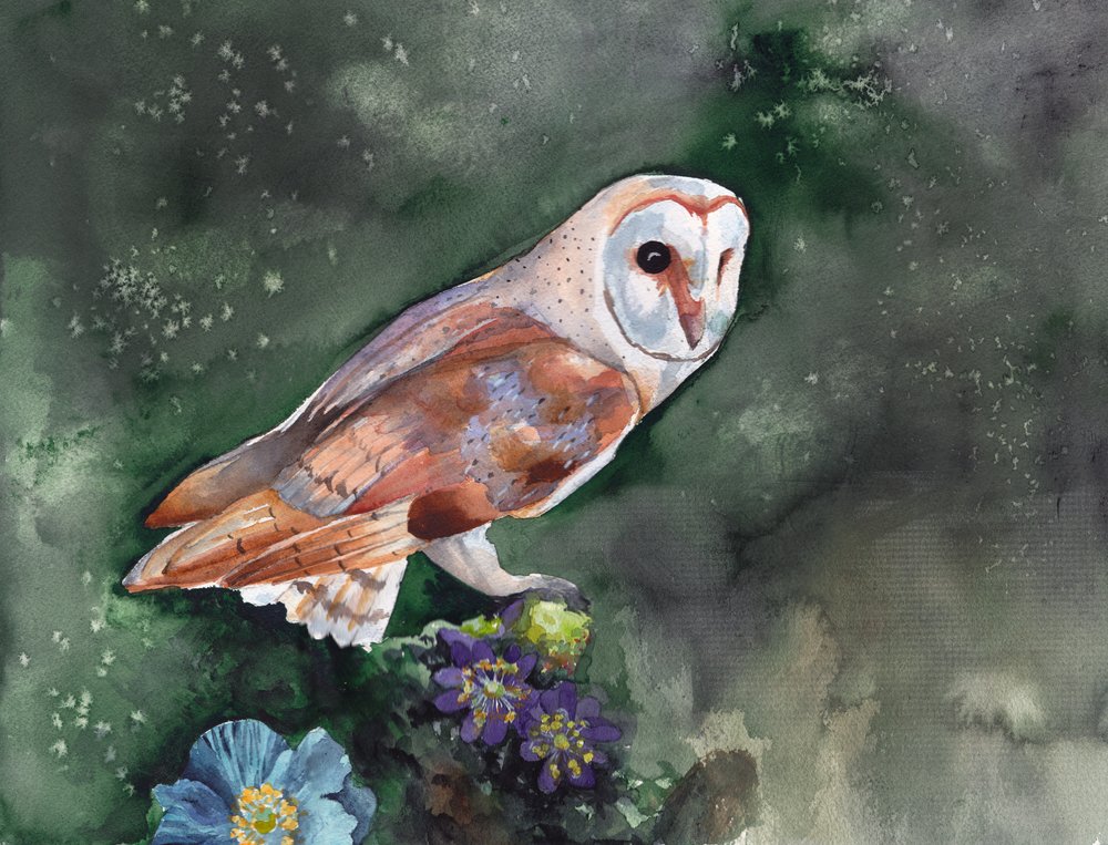 Schleiereule Nachtblüten von Christine Lindstrom