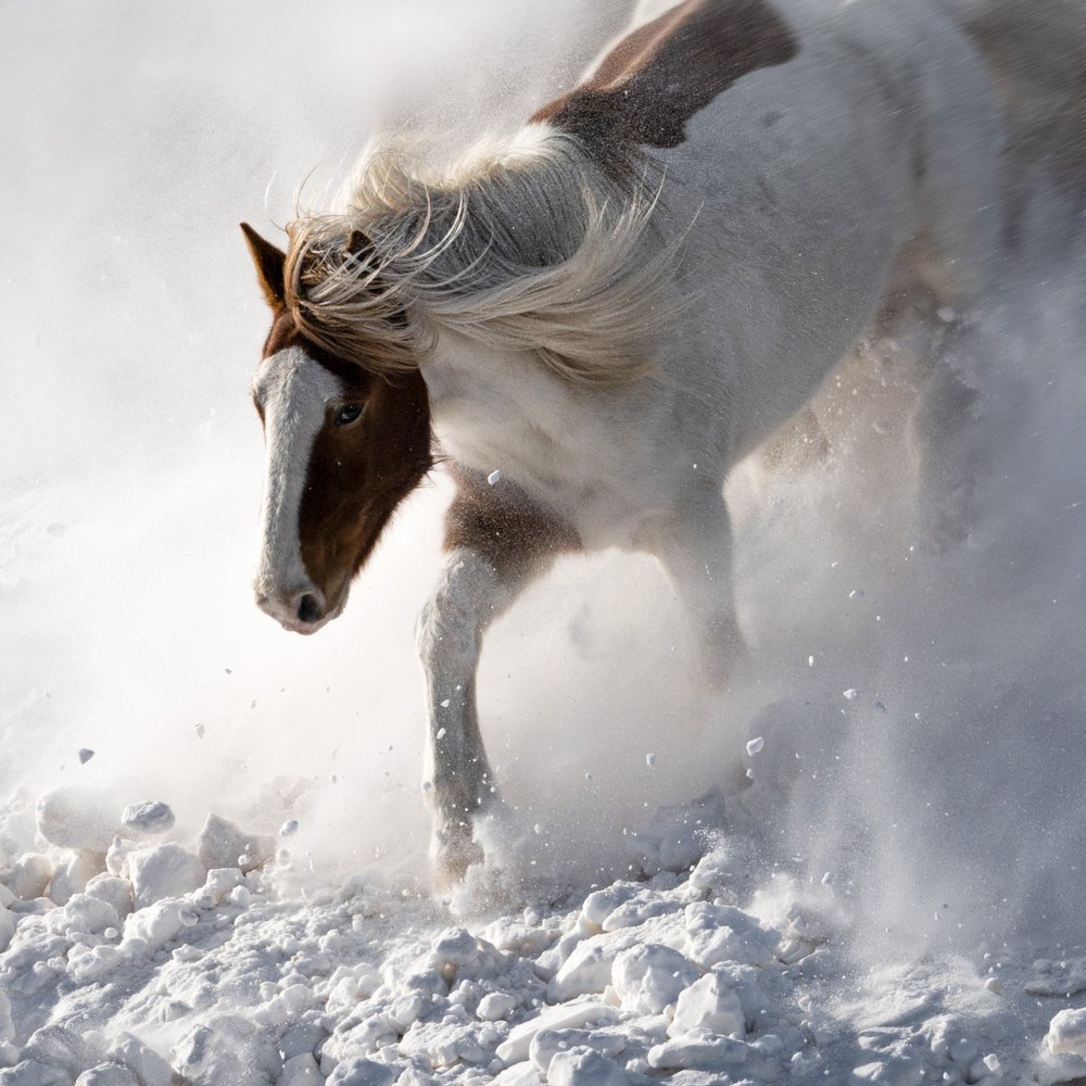 Dynamisches Pferd im Schnee von Chuanxu Ren