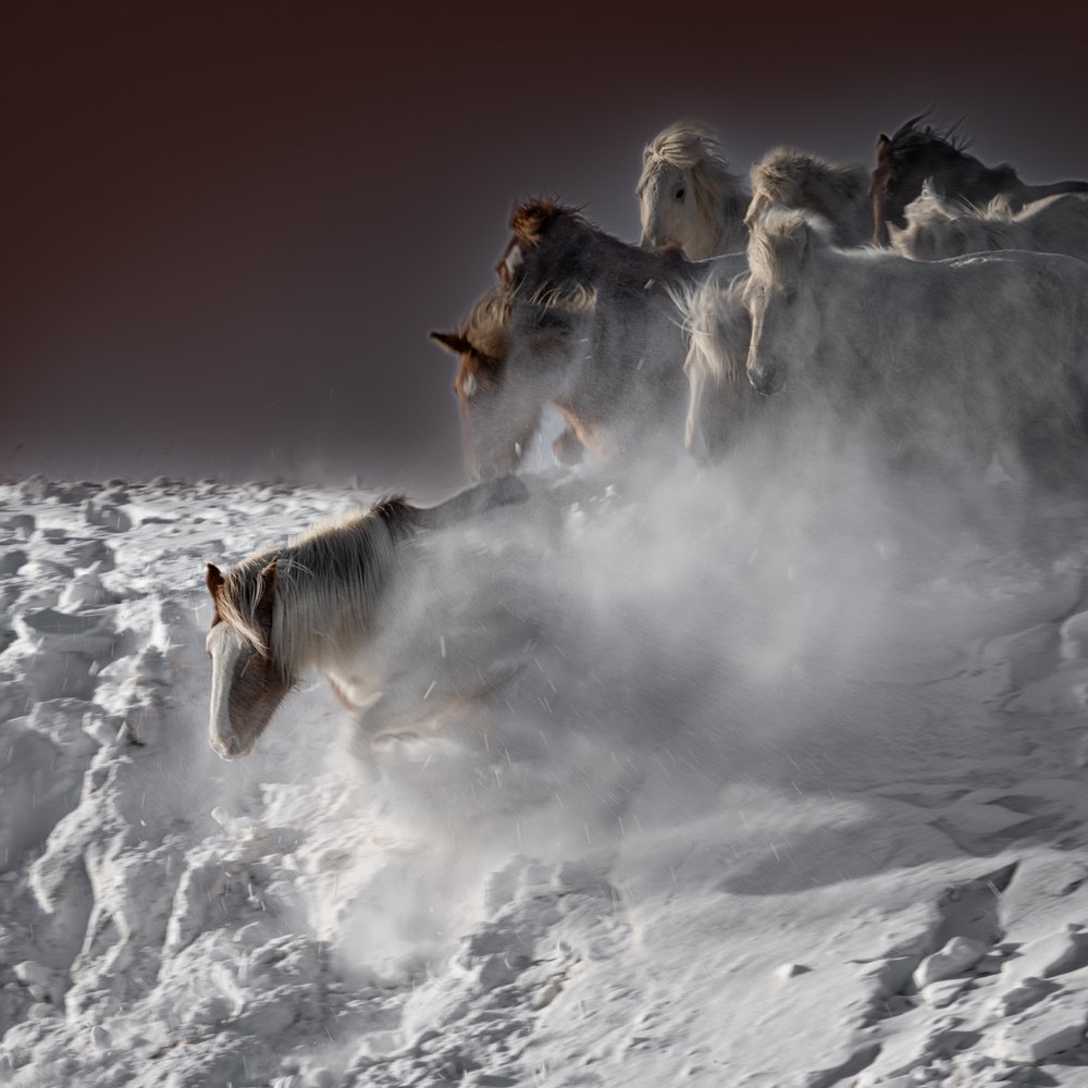 Galoppierende Schneepferde von Chuanxu Ren