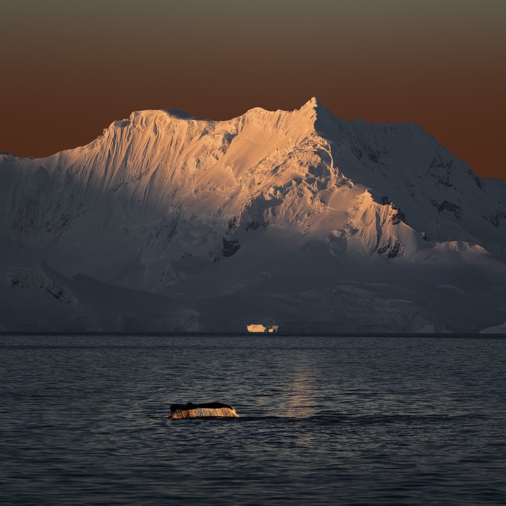 Walflosse im goldenen Sonnenuntergang von Chuanxu Ren