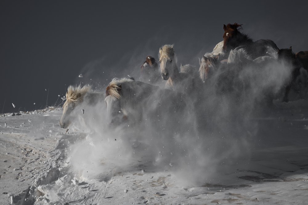 Wilde Pferde im Schnee von Chuanxu Ren