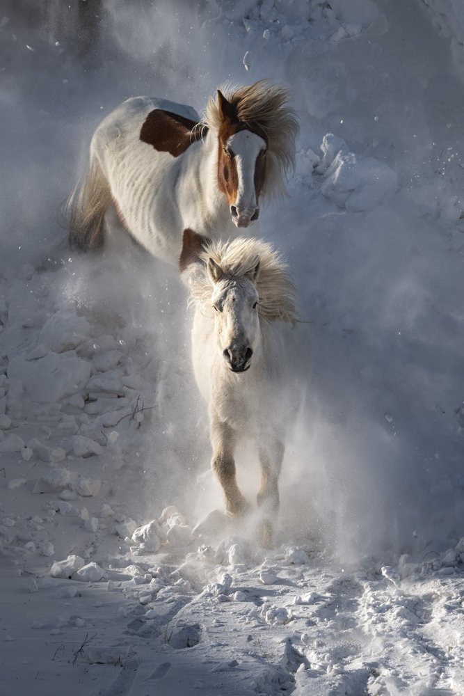 Wilde Winterpferde von Chuanxu Ren
