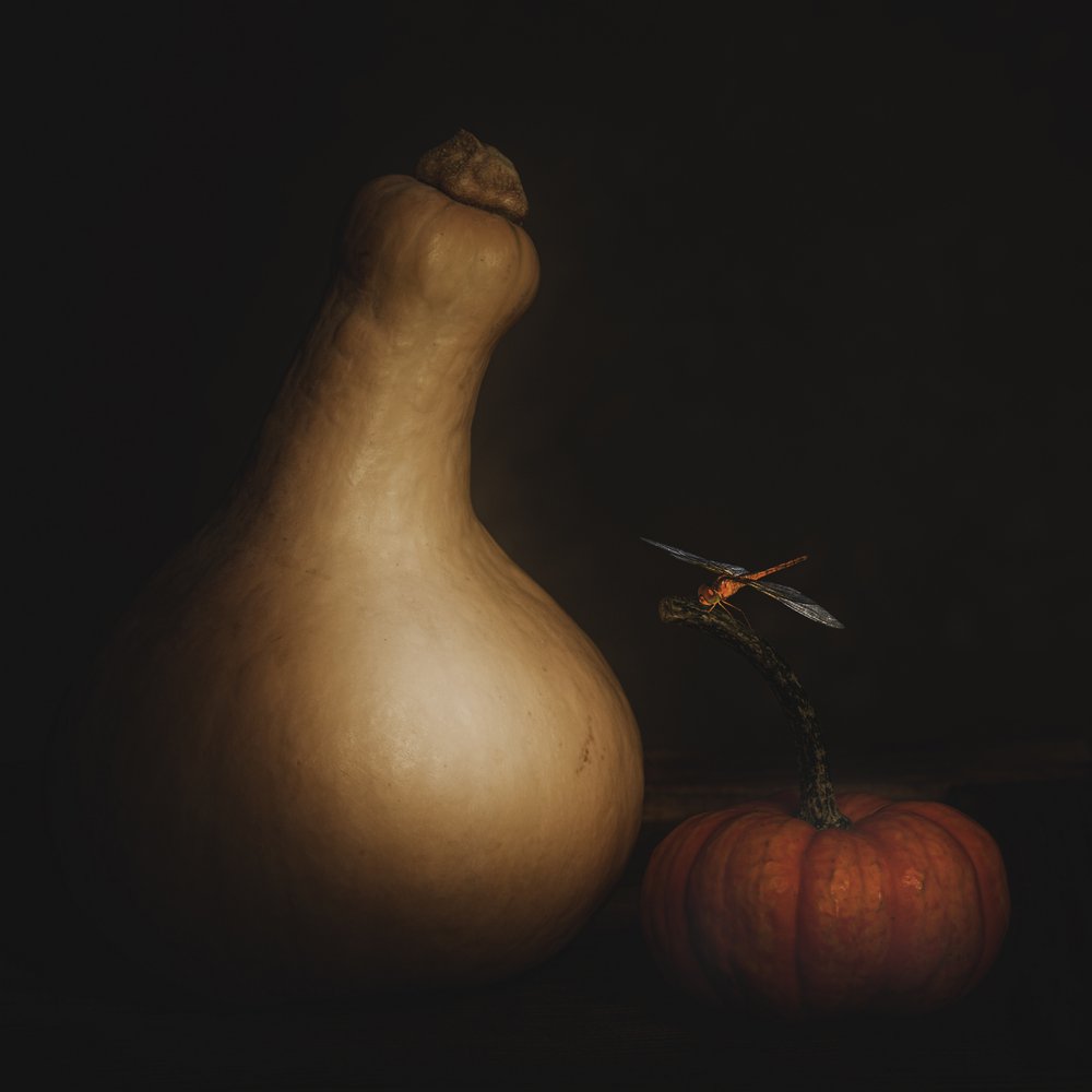 Herbstkürbis-Libelle von Cicek Kiral