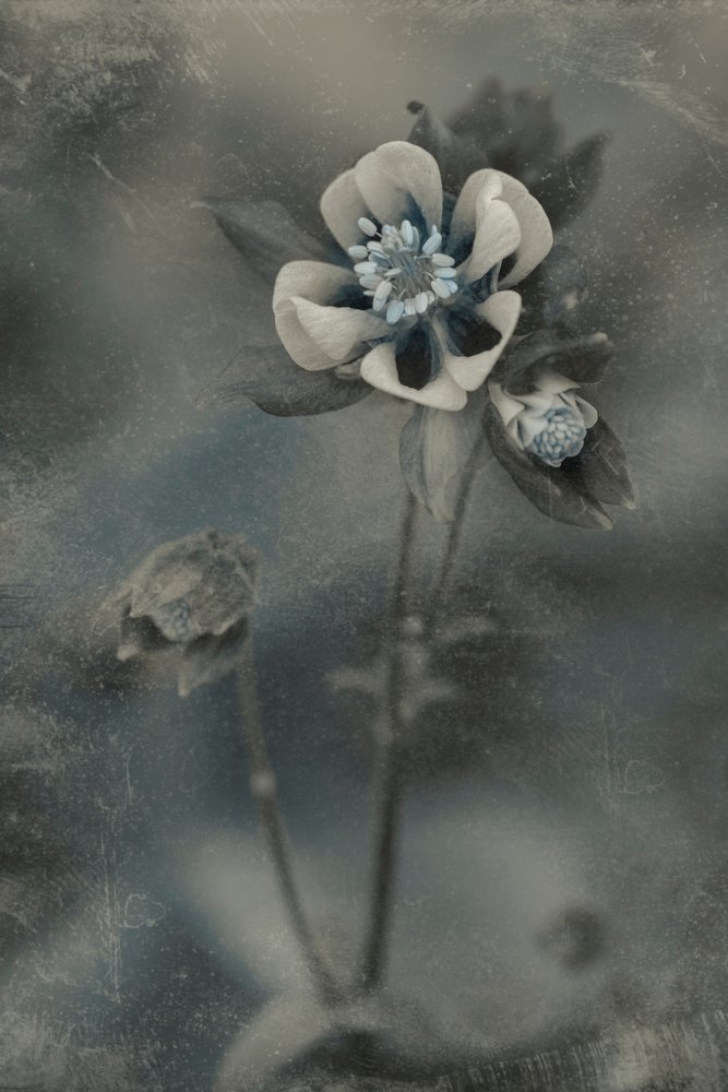 Blaue Vintage-Blüte von Cicek Kiral