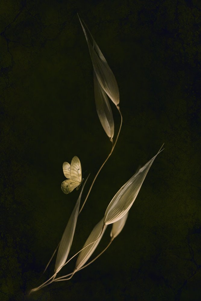 Dunkler botanischer Schmetterling von Cicek Kiral