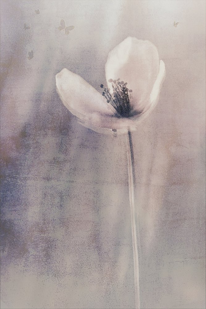 Zarte Schmetterlingsblüte von Cicek Kiral