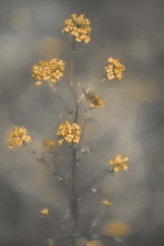 Verträumte gelbe Blumen von Cicek Kiral