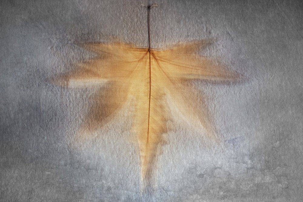 Leuchtendes Herbstblatt von Cicek Kiral