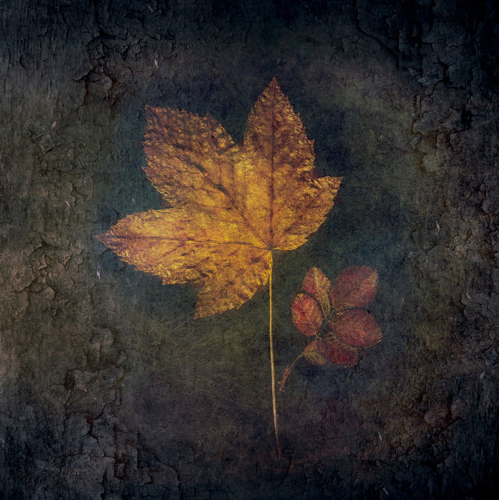 Goldene Herbstblätter von Cicek Kiral