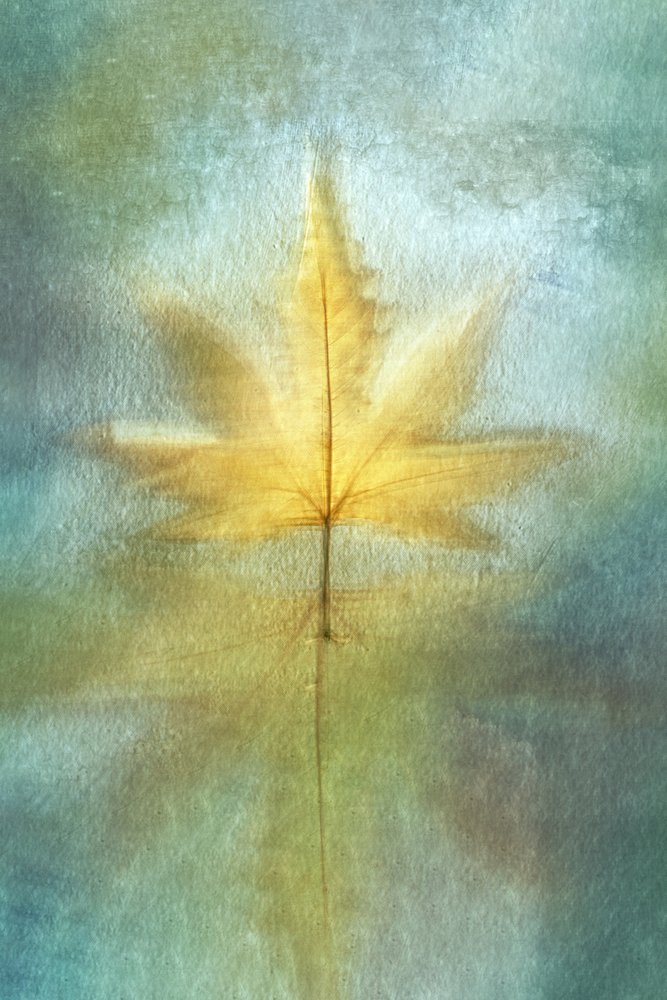 Goldene Ahornreflexion von Cicek Kiral