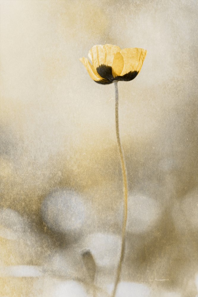 Goldener Mohntraum von Cicek Kiral