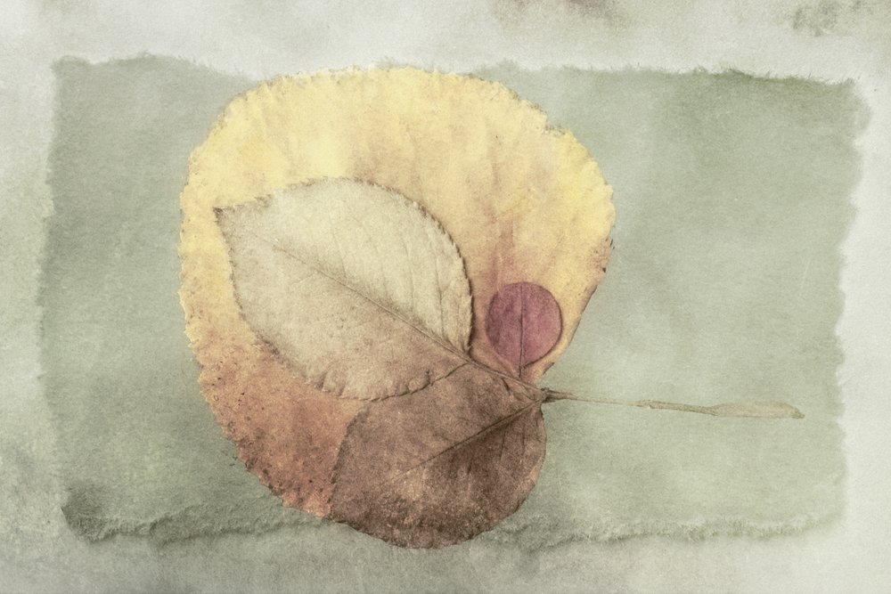Geschichtete Herbstblätter von Cicek Kiral