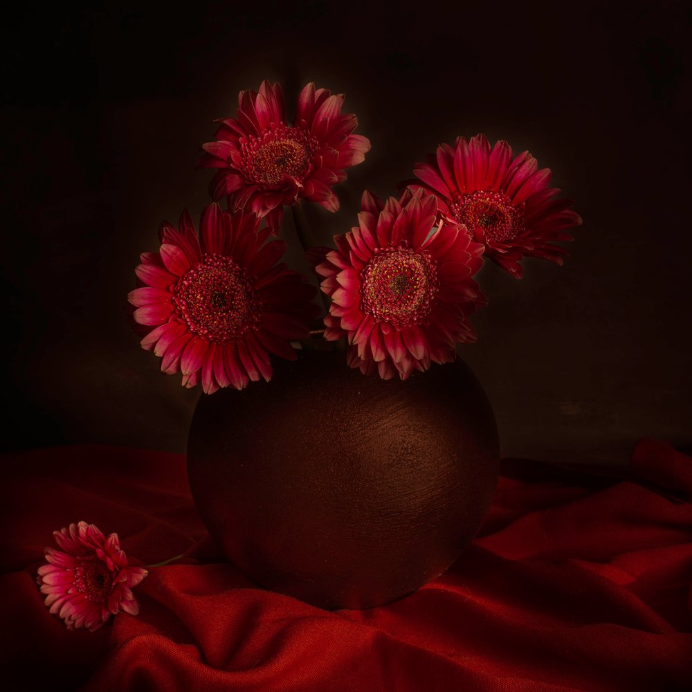 Stimmungsvolles Gerbera-Stillleben von Cicek Kiral